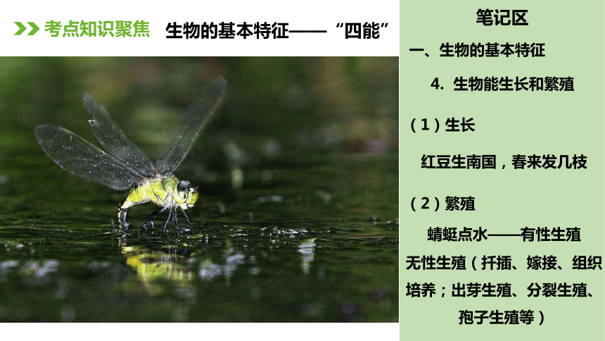 人教版七年级生物上册复习课件（117张ppt)