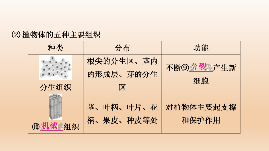 2023年人教版七年级生物上册复习专题★★第二章　细胞怎样构成生物体(共44张PPT)