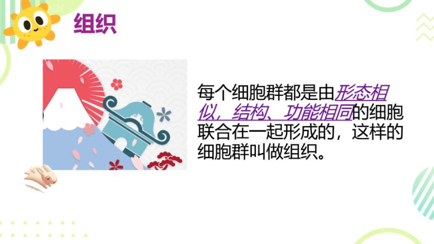 2.2.2动物体的结构层次 课件(共23张PPT)2022--2023学年人教版生物七年级上册