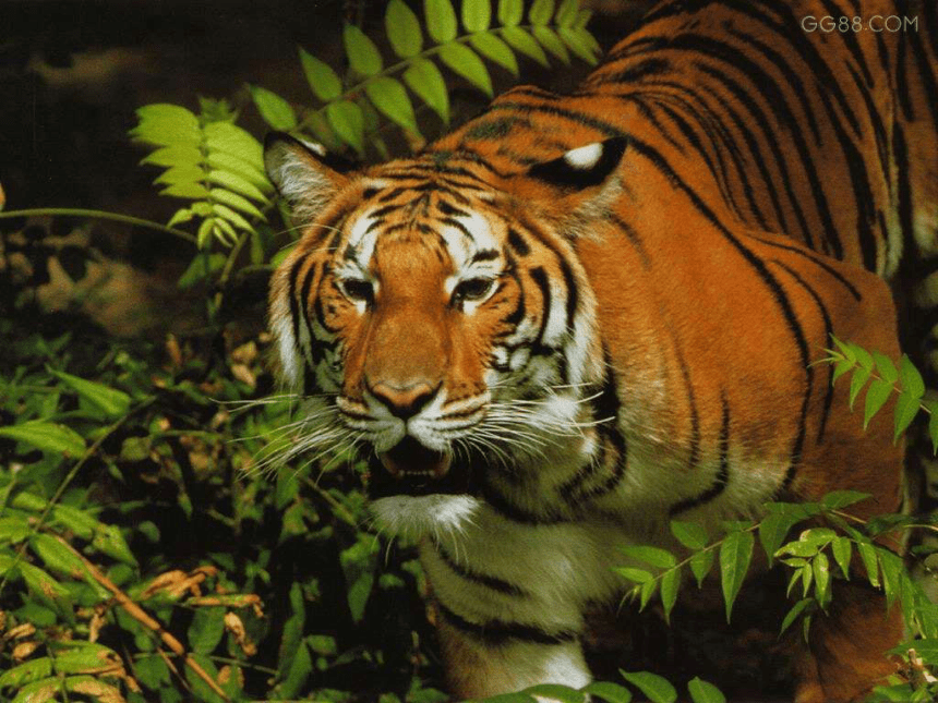 人教版 三年级下册美术 19 保护珍稀野生动物  课件（22张PPT）