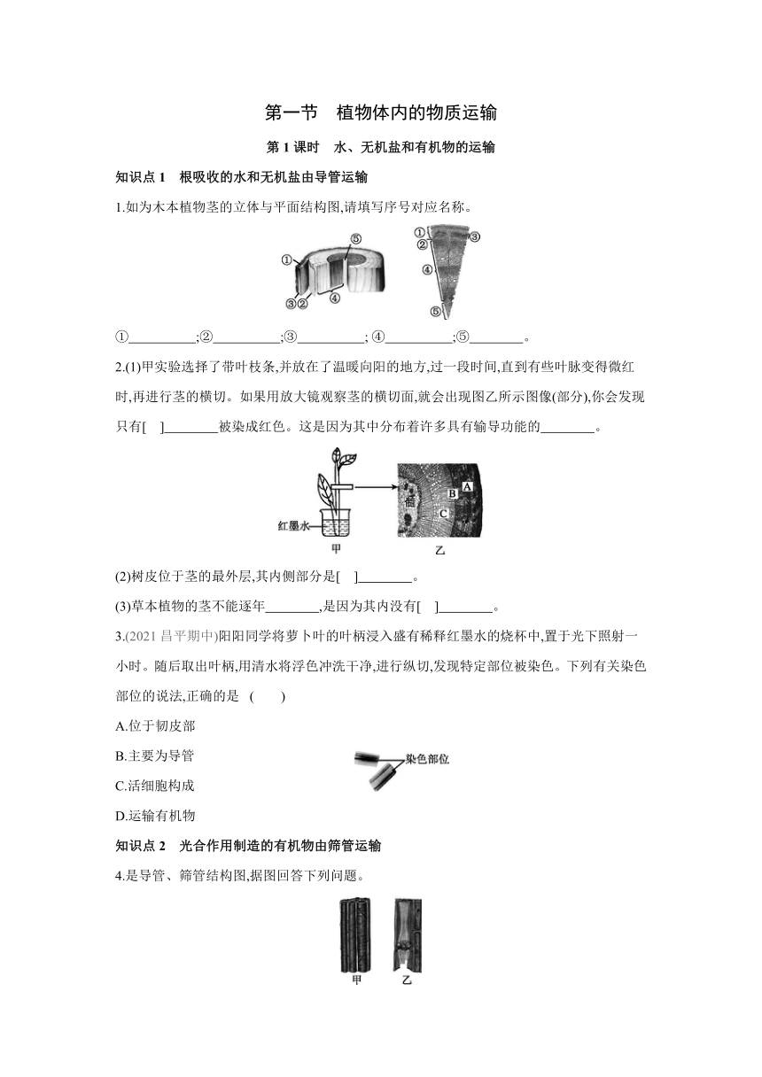 北京版生物七年级下册同步练习：5.1　第1课时　水、无机盐和有机物的运输（含答案）