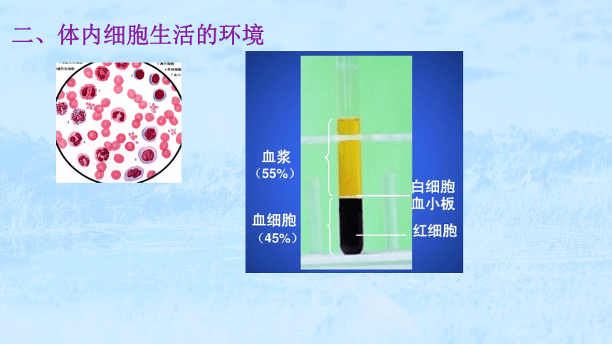 生物人教版（2019）选择性必修一1.1  细胞生活的环境（共77张ppt）