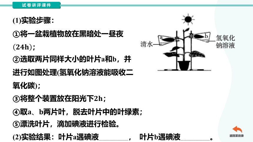 第三单元第四章绿色植物的光合作用复习试卷讲评课件（共54张PPT）