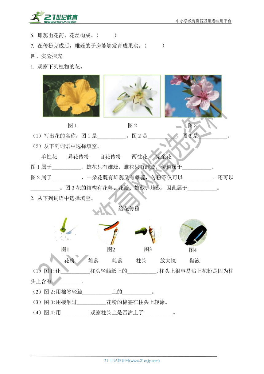 教科版四年级科学下册5.凤仙花开了   同步练习（含答案）