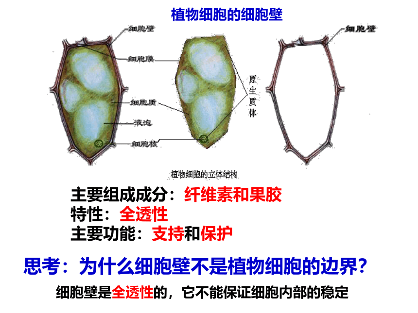 2021-2022学年高一上学期生物人教版必修一3.1细胞膜的结构和功能课件（共39张PPT）