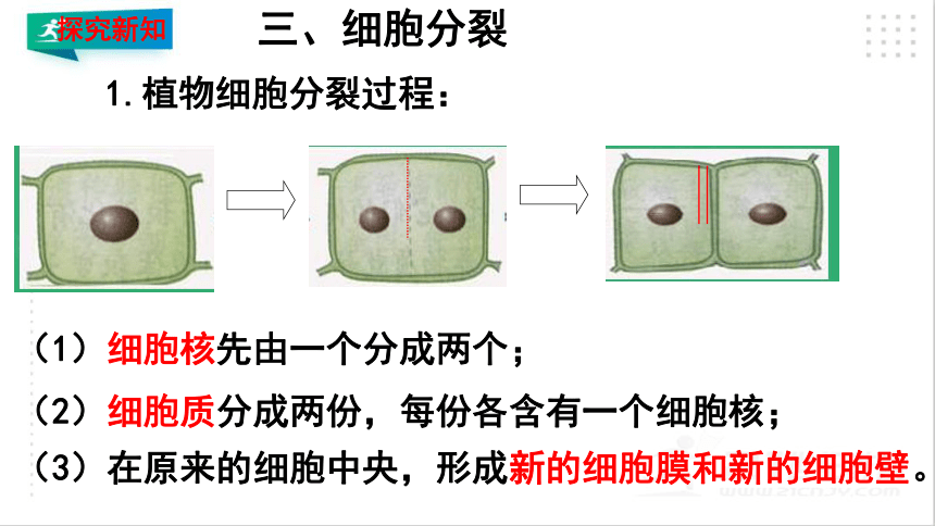 2.2.1 细胞通过分裂产生新细胞课件（共20张PPT）