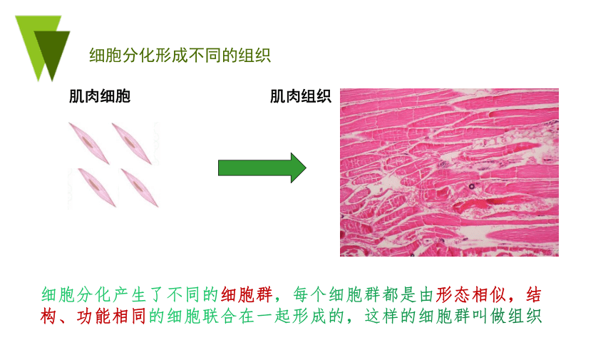 2022-2023学年七年级上册生物第二单元第二章第二节 动物体的结构层次-同步备课精制课件(共21张PPT)