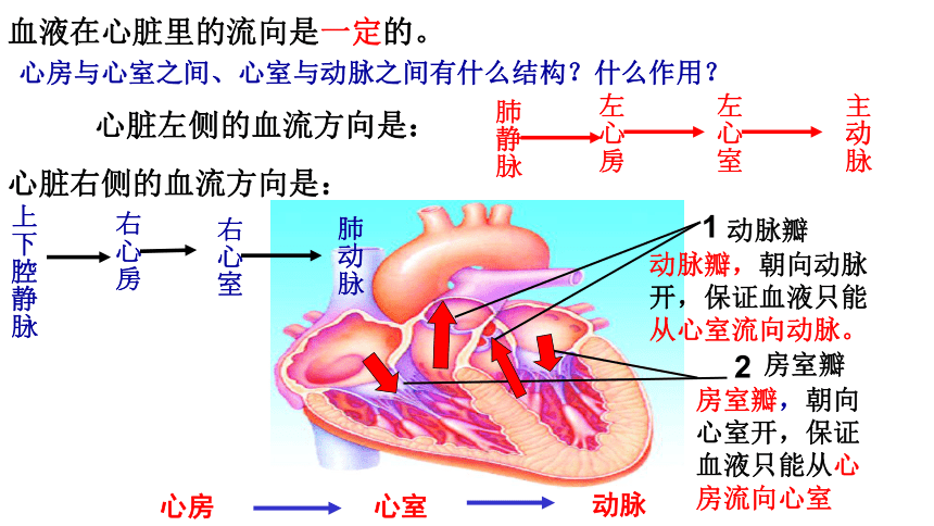 2022-2023学年鲁科版生物七年级上册 4.4.3+物质运输的途径课件(共17张PPT)