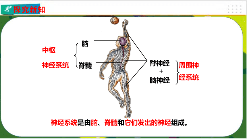 4.6.2神经系统的组成课件(共23张PPT)