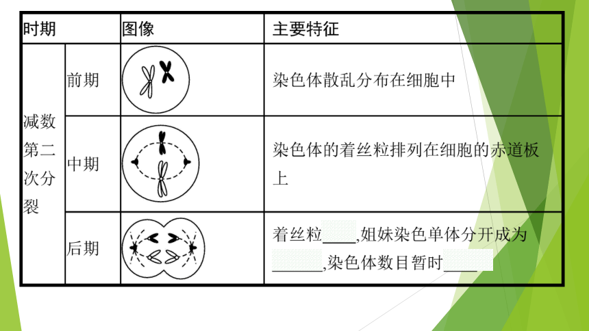 ３．２减数分裂与配子形成课件(共64张PPT)