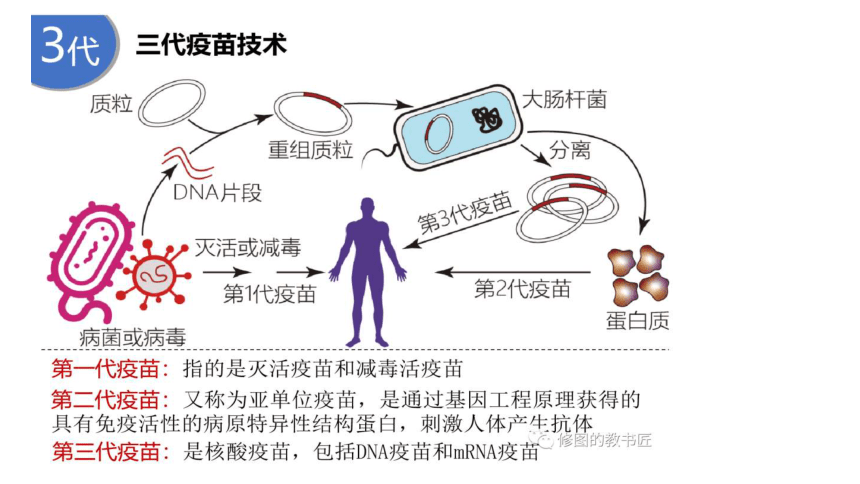 2021届高考冲刺专题复习疫苗专题课件（33张PPT）