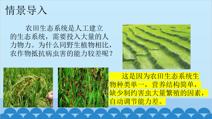 人教版生物八年级上册 第六单元第二章认识生物的多样性课件(共21张PPT)