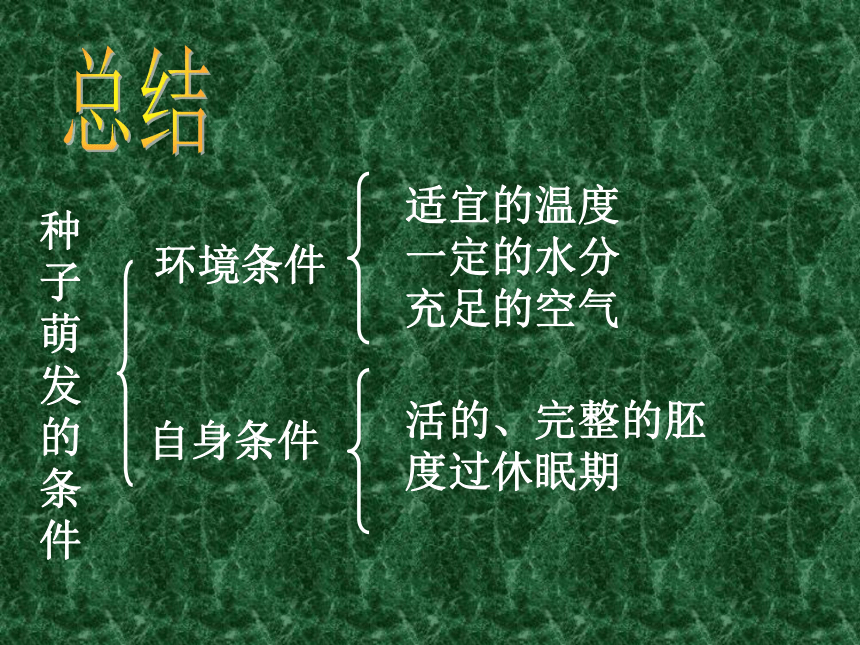 第三单元第二章被子植物的一生复习课件（共39张PPT）2022--2023学年人教版七年级上册生物