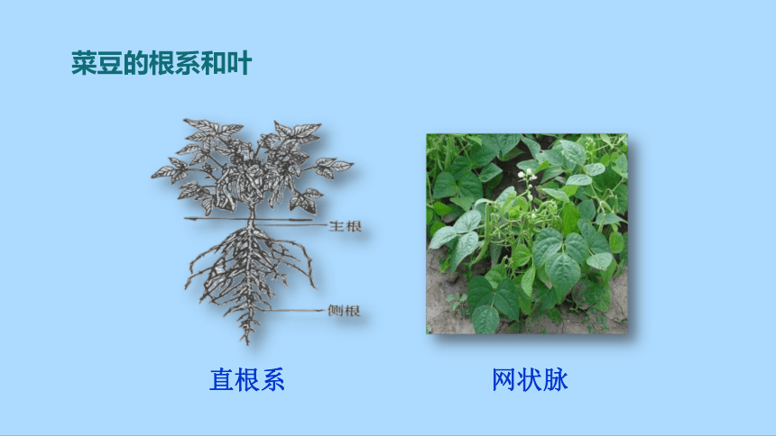 冀教版生物七年级上册1.3.6.1 双子叶植物课件(共20张PPT)