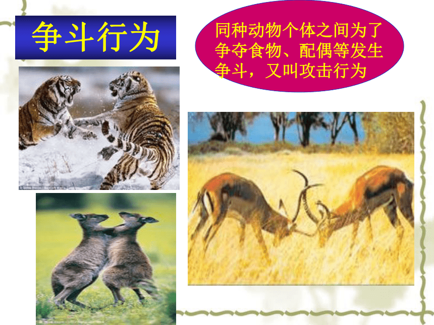 苏科版八年级上册生物 17.2动物的行为 课件（18张PPT）