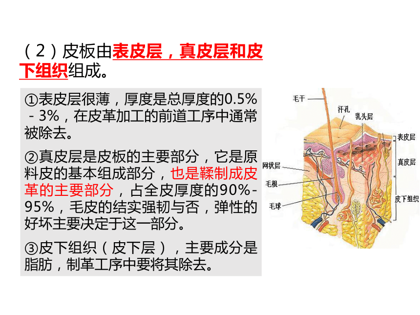 5.1裘皮与皮革 课件(共49张PPT)-《服装材料》同步教学（中国纺织出版社）