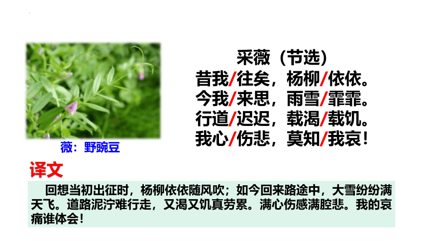 1采薇（节选）课件(共24张PPT)