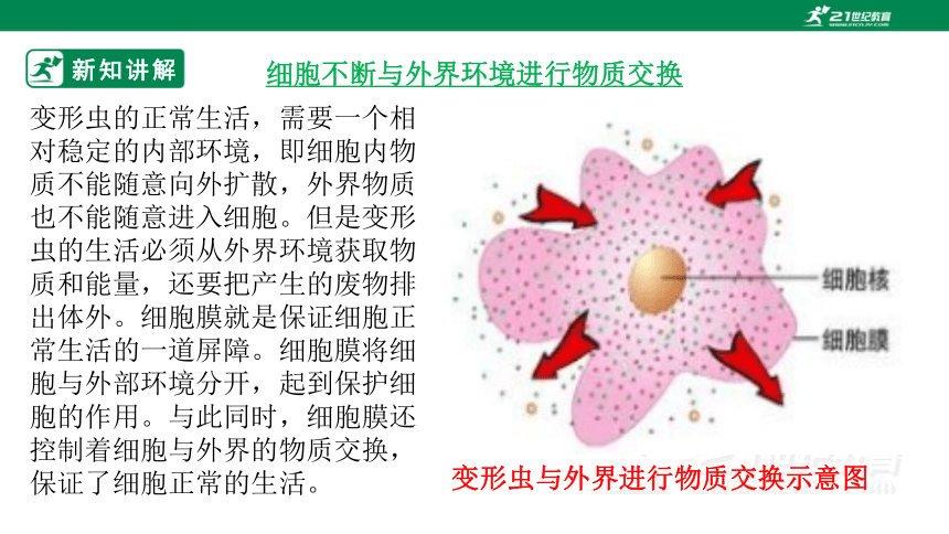 北师大版2.3.2 细胞是生命活动的单位-2022-2023学年七年级生物上册同步课件（共30张PPT）