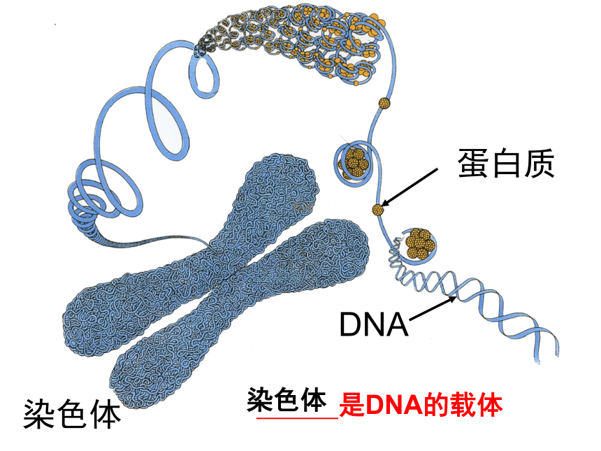 2022--2023学年人教版生物七年级上册2.2.1 细胞通过分裂产生新细胞课件（共24张PPT）