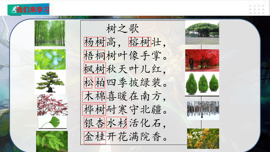 统编版语文二年级上册：识字2·树之歌  课件（共24张PPT）