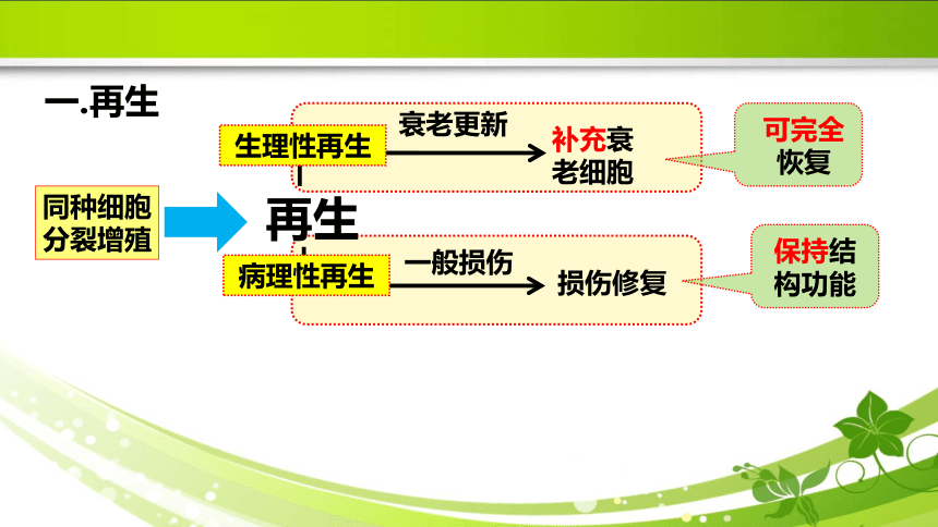 1.3损伤的修复 课件(共31张PPT)《病理学》同步教学（人卫版）