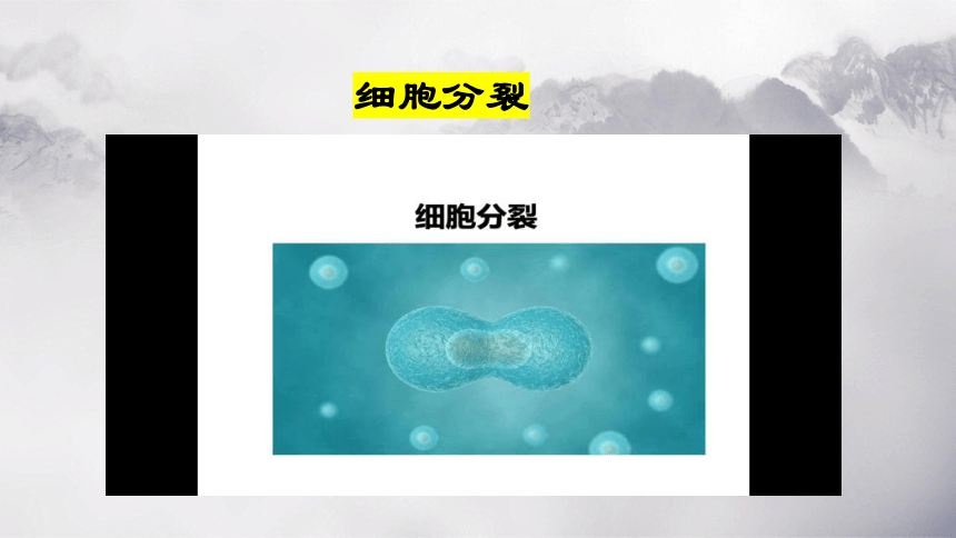 第二单元+第二章+细胞怎样构成生物体-【复习旧知】2022-2023学年七年级生物上册复习课件（人教版）(共68张PPT)