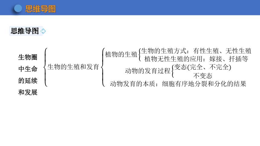 第七单元 生物圈中生命的延续和发展 复习课件(共34张PPT) 2023-2024学年 初中生物人教版八年级下册