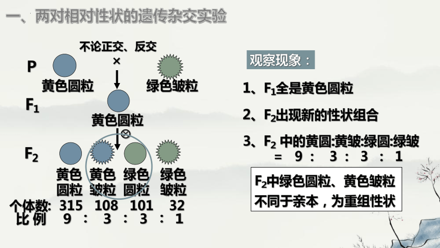 1.2孟德尔的豌豆杂交实验（二）课件-(共43张PPT)人教版必修2