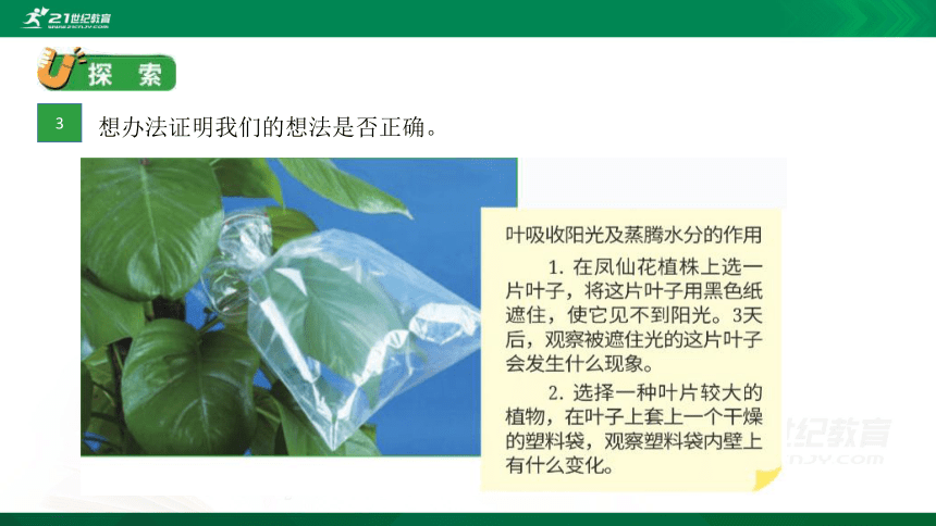 教科版科学四年级下册1.4茎和叶课件（34张PPT）