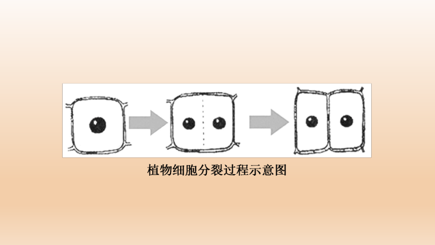 2023年人教版七年级生物上册复习专题★★第二章　细胞怎样构成生物体(共44张PPT)