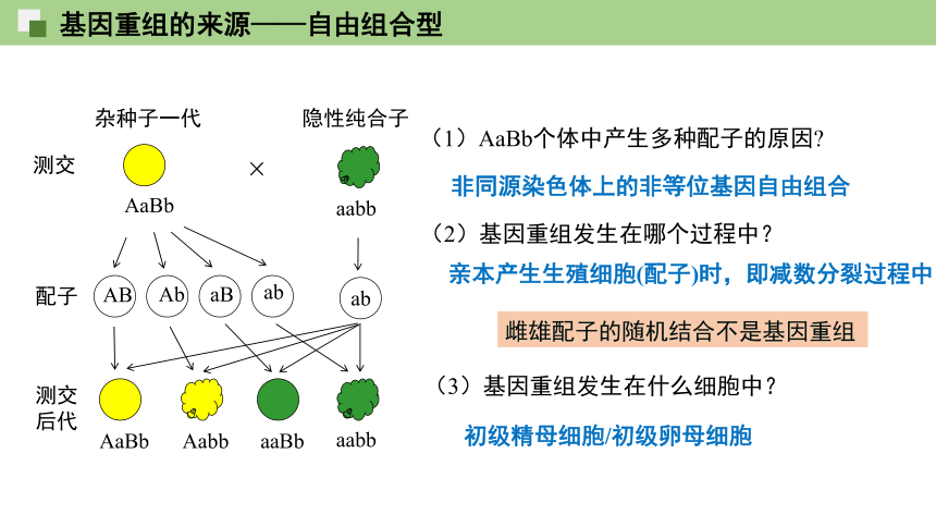 4.2基因重组使子代出现变异  课件（18张ppt） 2021——2022学年高一下学期生物浙科版（2019）必修2