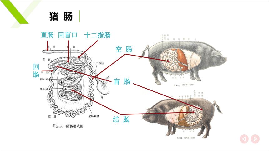 2.4肠 课件(共20张PPT)《畜禽解剖生理》同步教学（中国轻工业出版社）