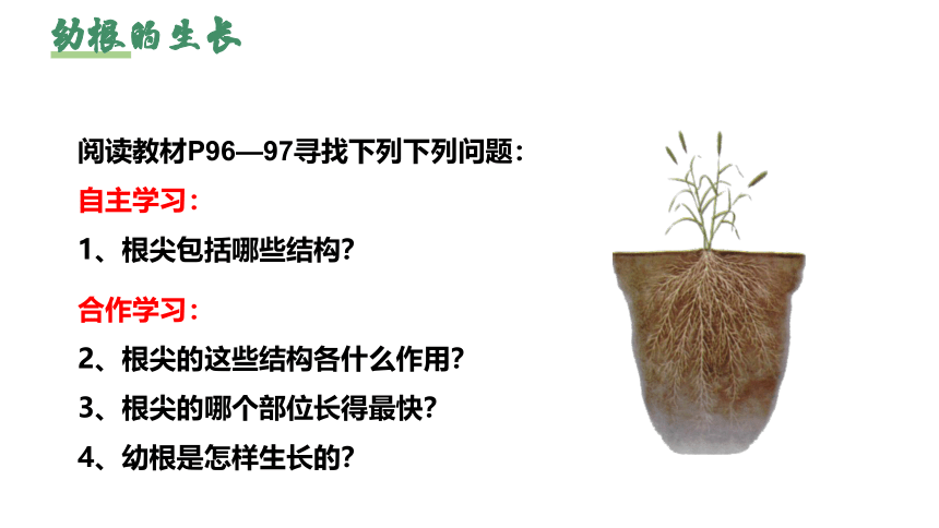 3.2.2 植株的生长课件（共35张PPT）七年级生物上册（人教版）