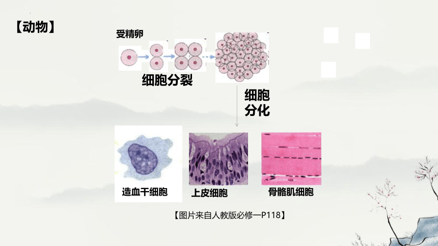 6.2细胞的分化-教学课件-(共25张PPT)人教版（2019）必修1