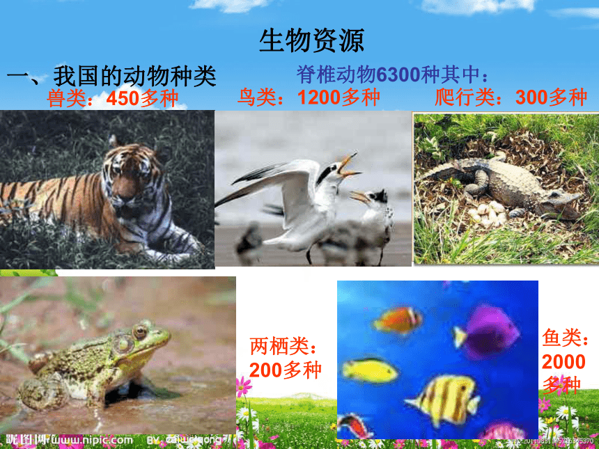 粤教版六年级下册科学30 网络课程：保护生物多样性（课件共67张PPT）