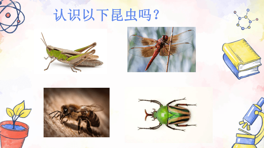 冀人版科学三年级下册第5课 昆虫 课件(共20张PPT)