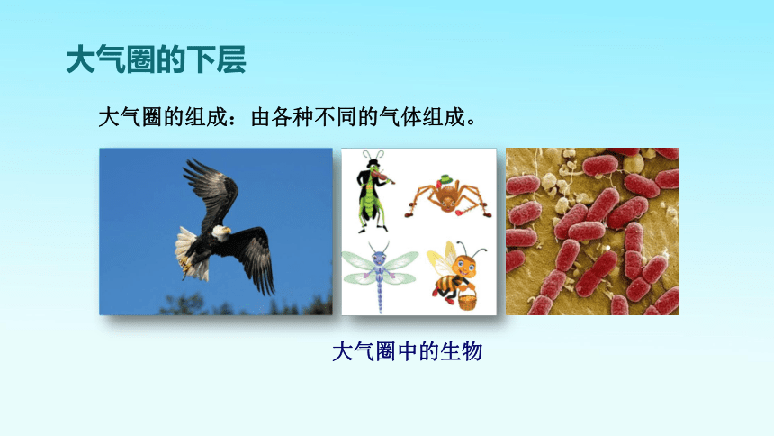 2020-2021学年冀少版生物八年级下册7.2.3生物圈课件（25张PPT）