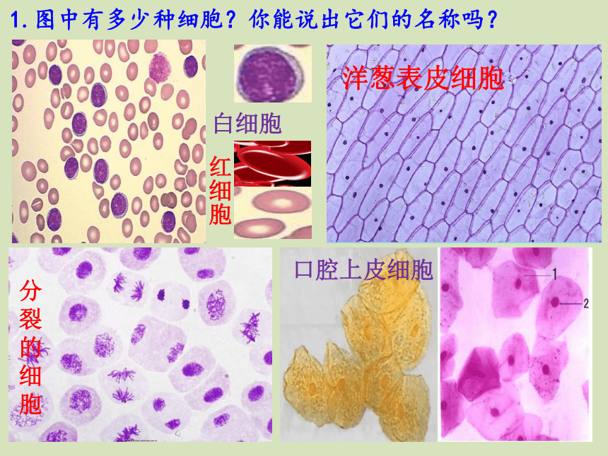 2020-2021学年高一上学期生物人教版必修一1.2细胞的多样性和统一性（第1课时）课件（31张ppt）