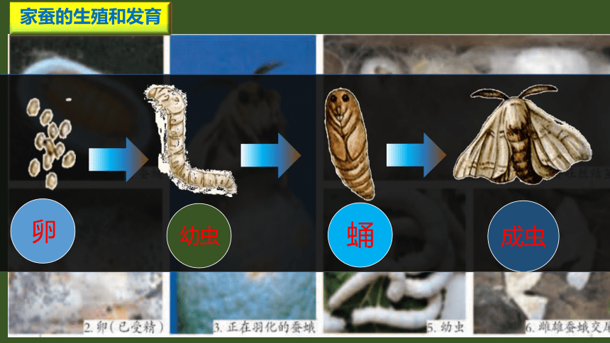 7.1.2 昆虫的生殖和发育课件(共21张PPT)人教版八年级生物学下册