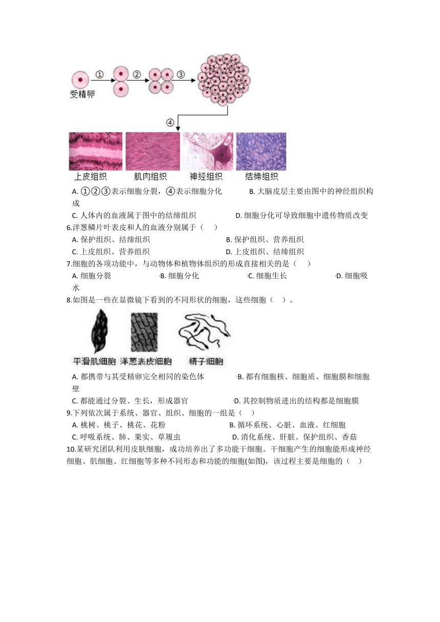 2.3生物体的结构层次 同步练习（含解析）