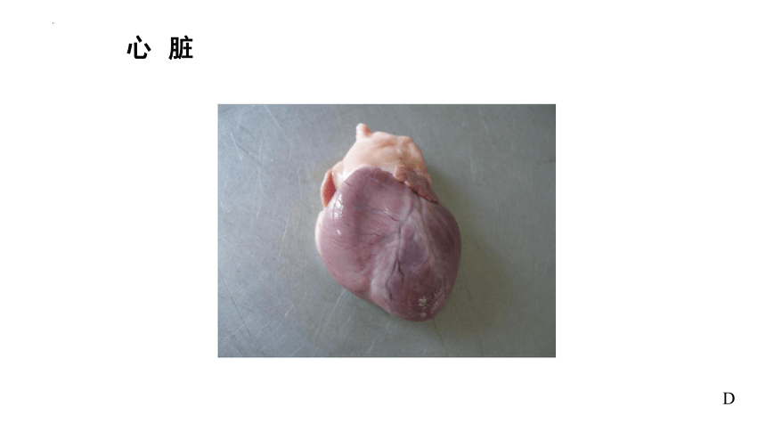 7.1.1心脏 课件(共23张PPT)《畜禽解剖生理（第四版）》同步教学(高教版)