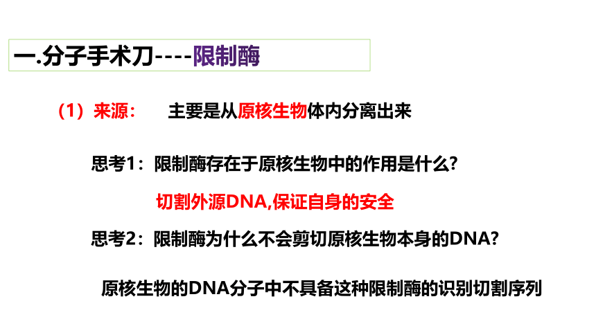 3.1重组DNA技术的基本工具课件（共31张ppt）-生物人教版（2019）选择性必修3