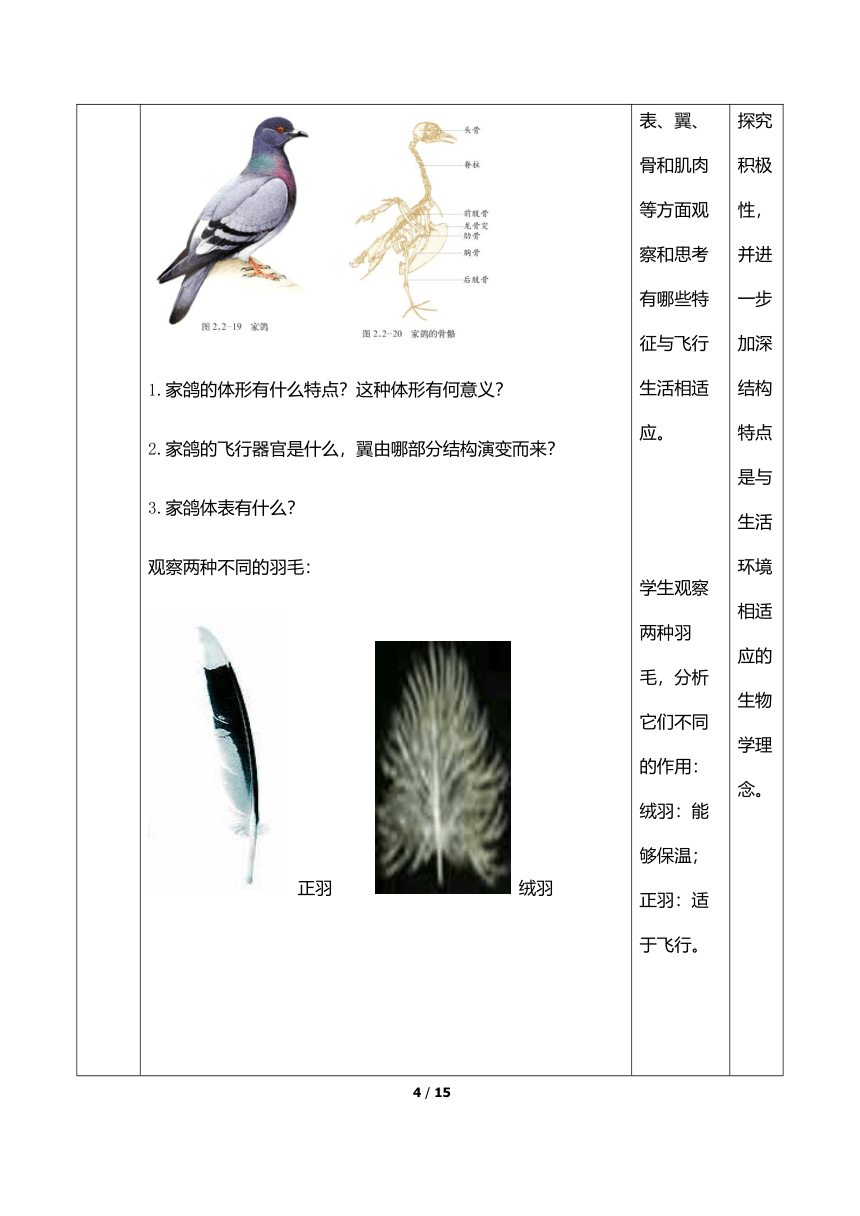 济南版七上生物 2.2.2.3鸟类 教案（表格式）