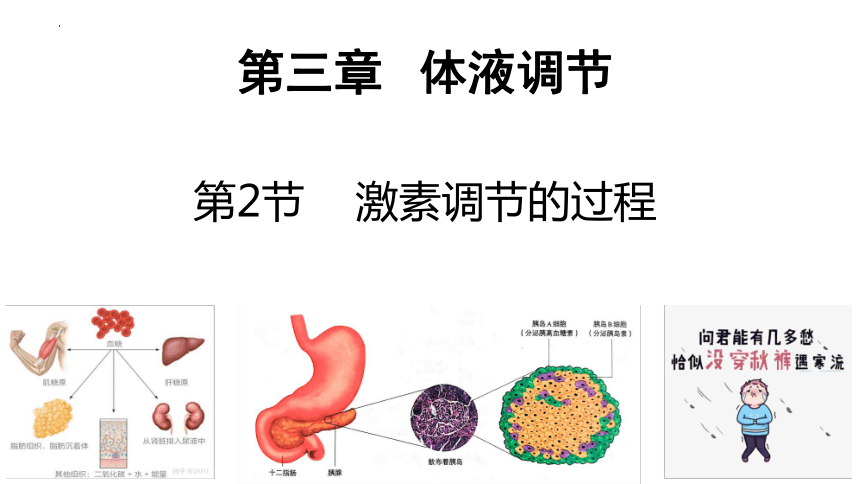 3.2激素调节的过程课件(共44张PPT)-人教版选择性必修1