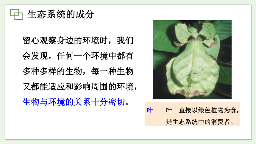 7.19.1 生态系统的组成课件(共27张PPT)2023-2024学年初中生物苏教版八年级上册