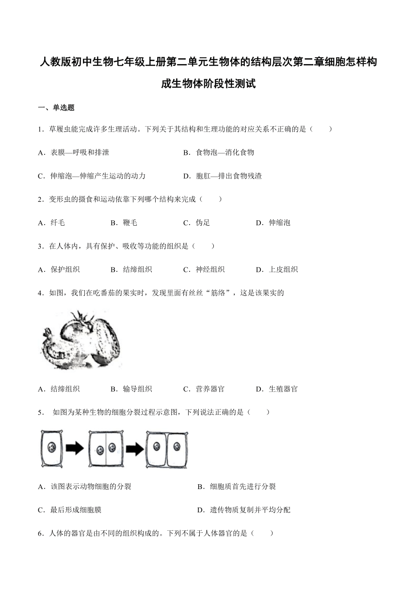 人教版初中生物七年级上册第二单元生物体的结构层次第二章细胞怎样构成生物体阶段性测试(word版 带答案)