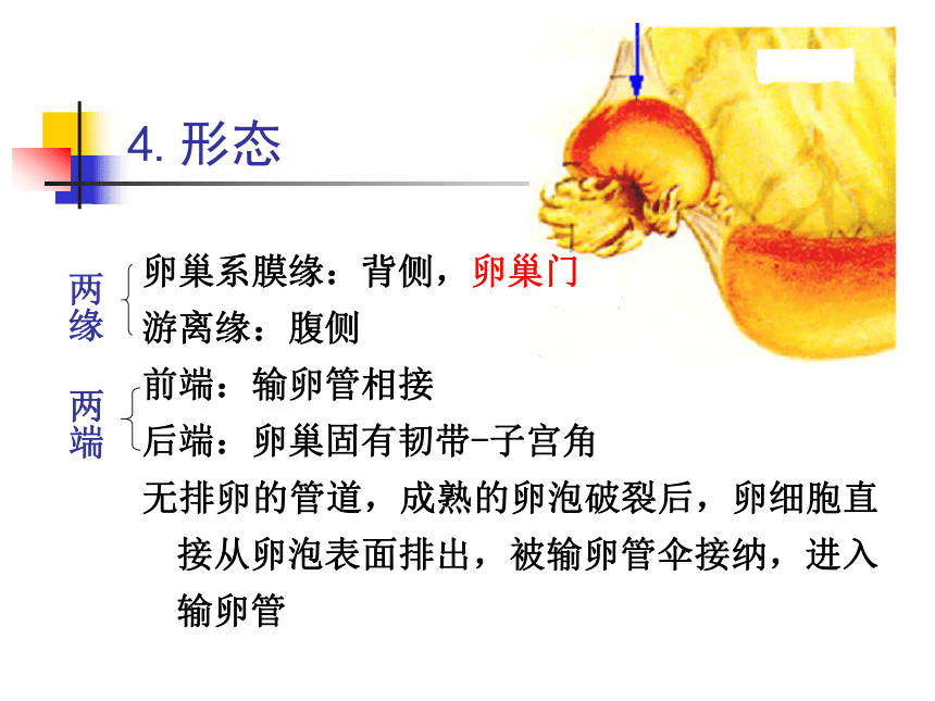 8 生殖系统-1  课件(共63张PPT) 《畜禽解剖生理学》同步教学（高教版）