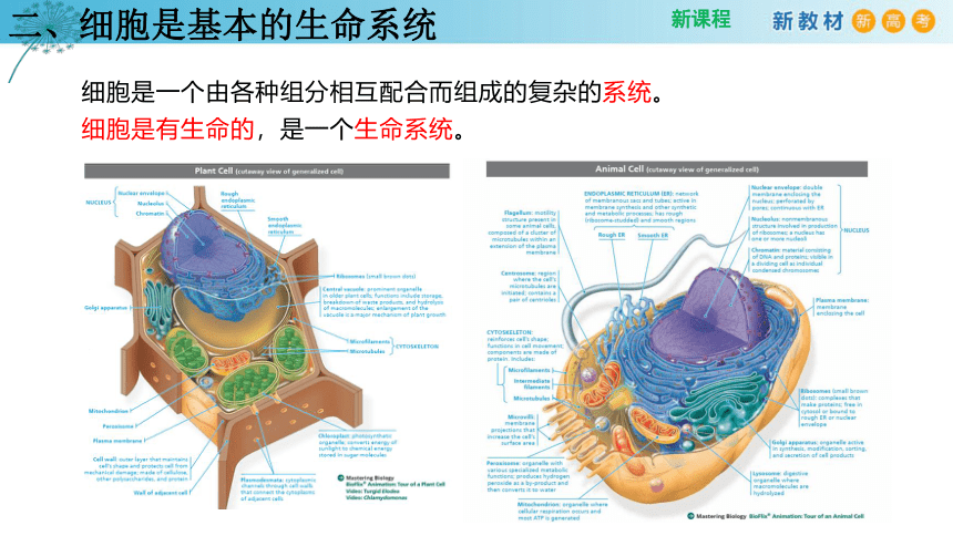 1.1 细胞是生命活动的基本单位 （第2课时）(课件共14张PPT)
