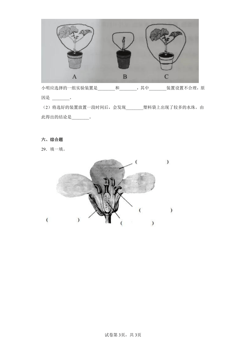 青岛版（2017秋）三年级科学上册第二单元综合测试卷植物的生活（一）含答案