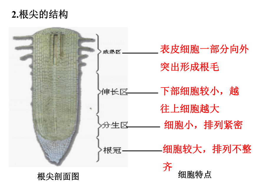 初中生物人教版七年级上册3.2.2植株的生长课件(共33张PPT)